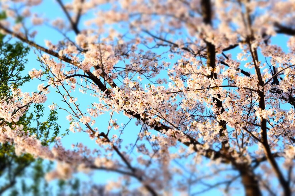 フィルムカメラで撮影した桜の写真